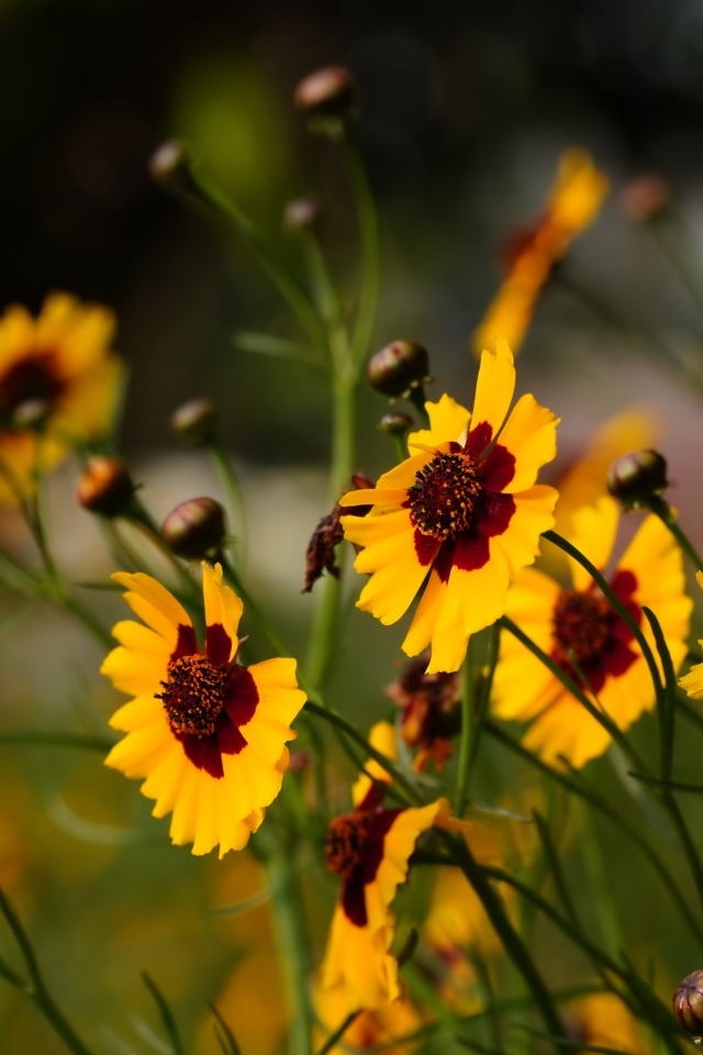 Летние маленькие красивые полевые цветы