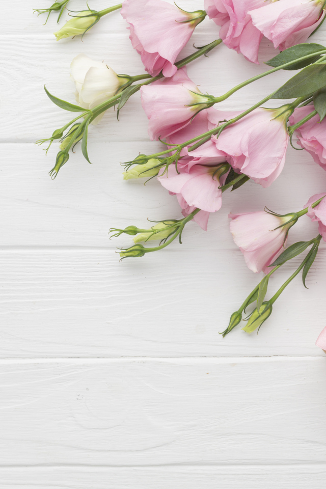 Нежна розовая эустома с подарками на белом фоне