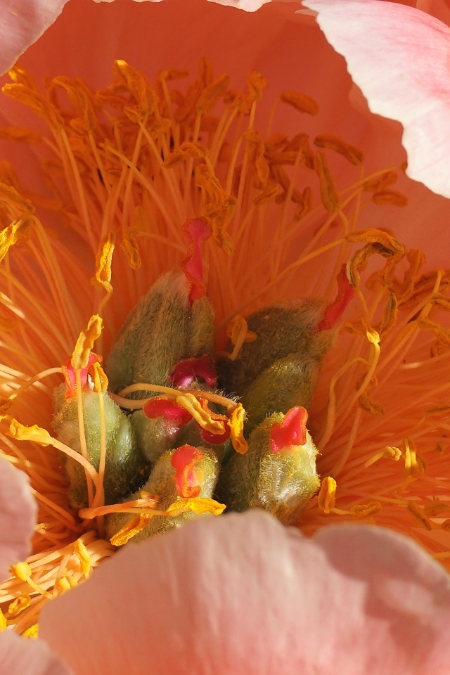 Серединка розового цветка пиона