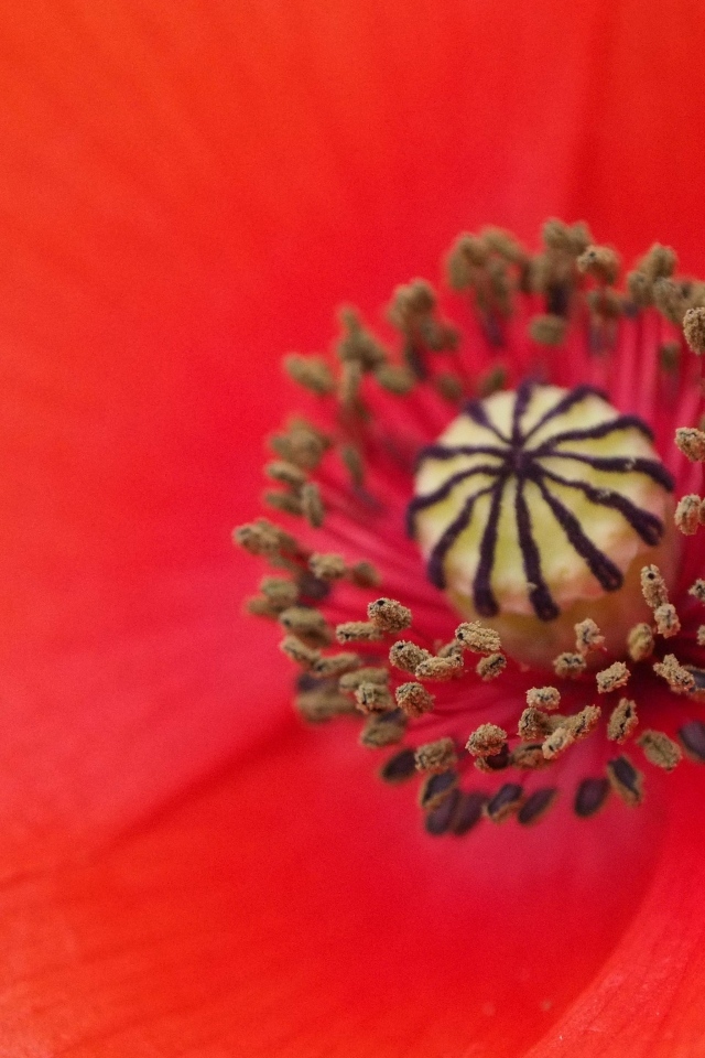 Серединка красного цветка мака крупным планом