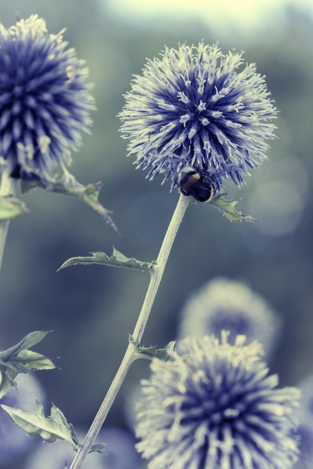Цветы чертополох-мордовник крупным планом