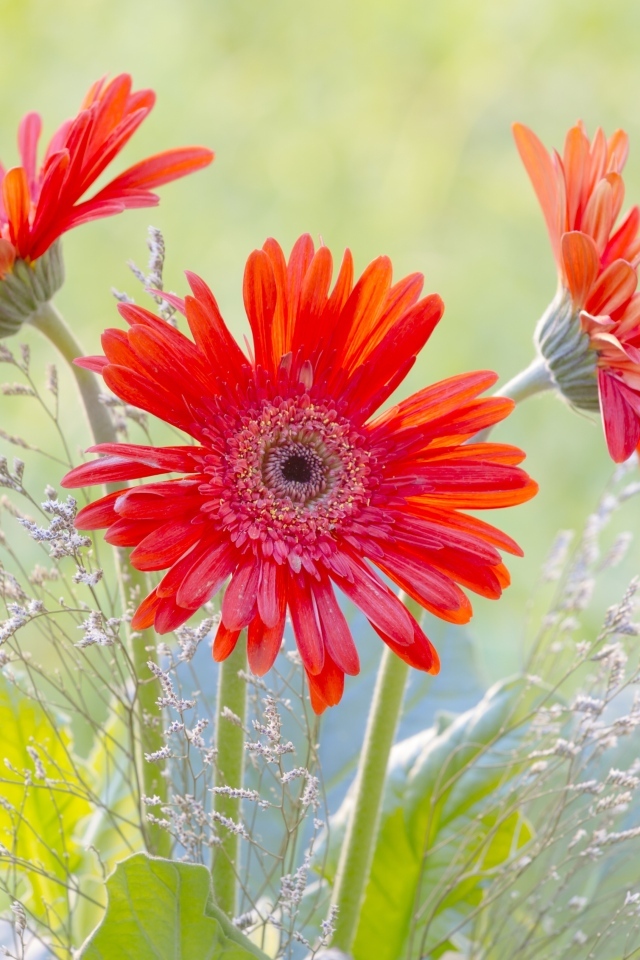 Три цветка герберы с колосьями 