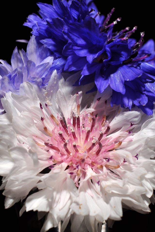 Три разноцветных василька на черном фоне