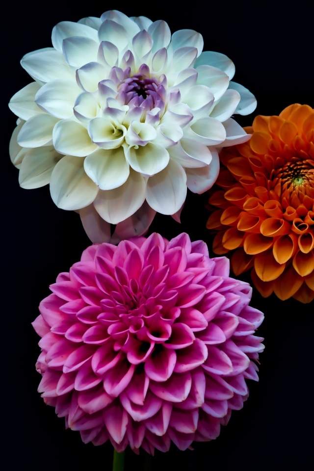 Три разноцветных цветка георгина на черном фоне