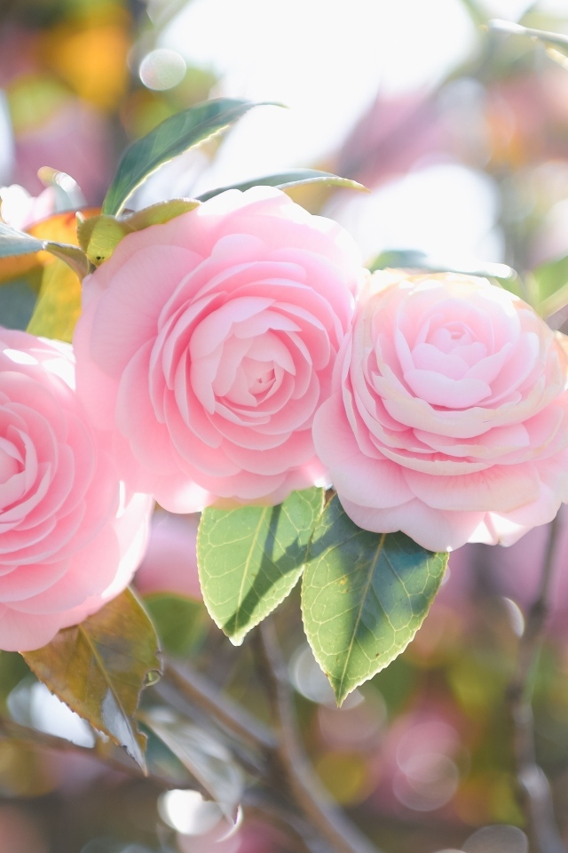 Три розовых цветка магнолии на ветках  