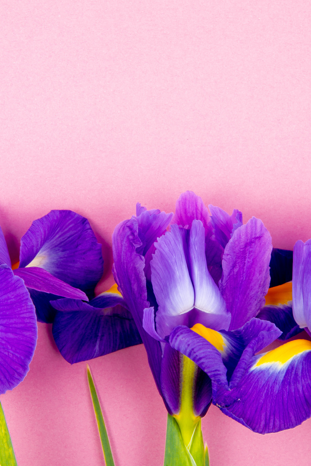 Три фиолетовых цветка ириса на розовом фоне