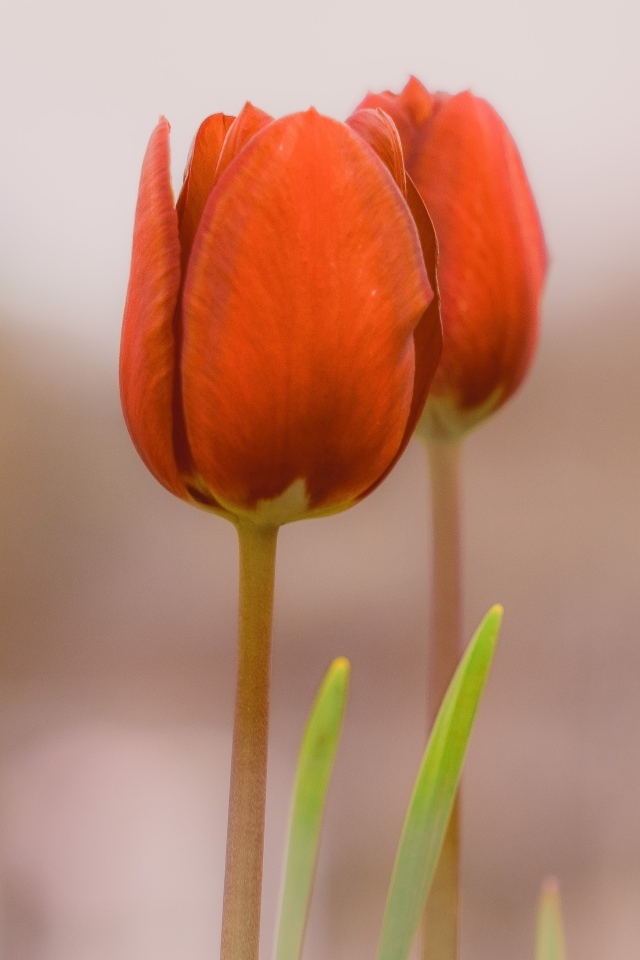 Три красных тюльпана на коричневом фоне