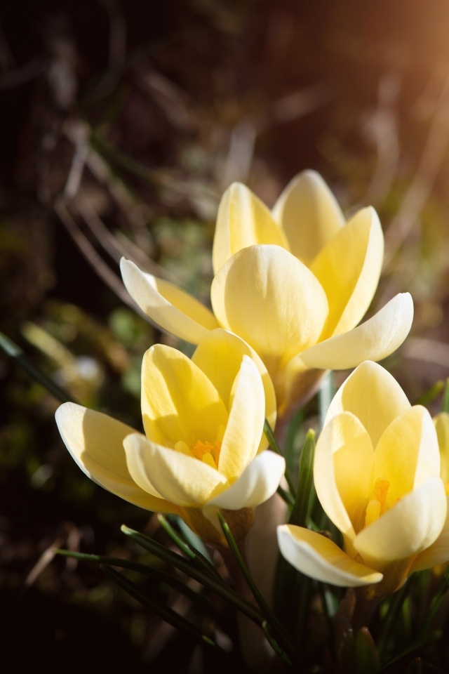 Три желтых крокуса в лучах солнца на клумбе