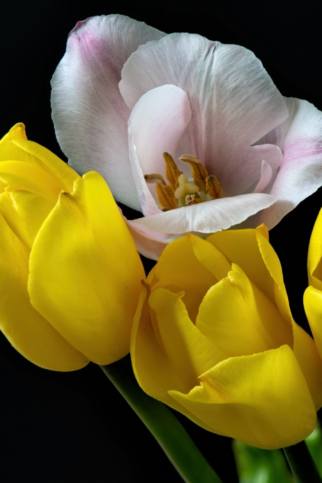 Три желтых тюльпана и один розовый на черном фоне
