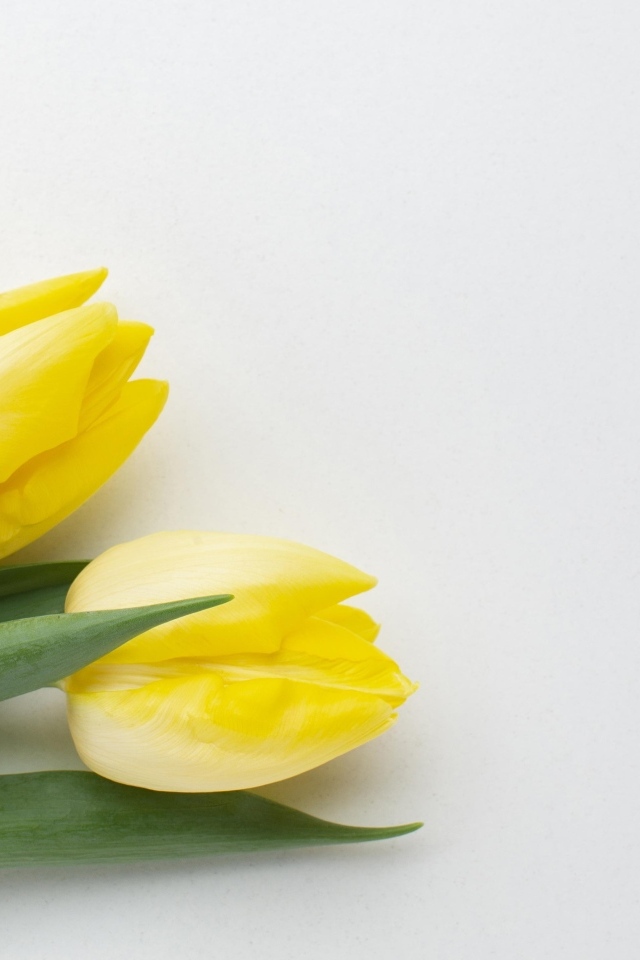 Три желтых тюльпана на сером фоне