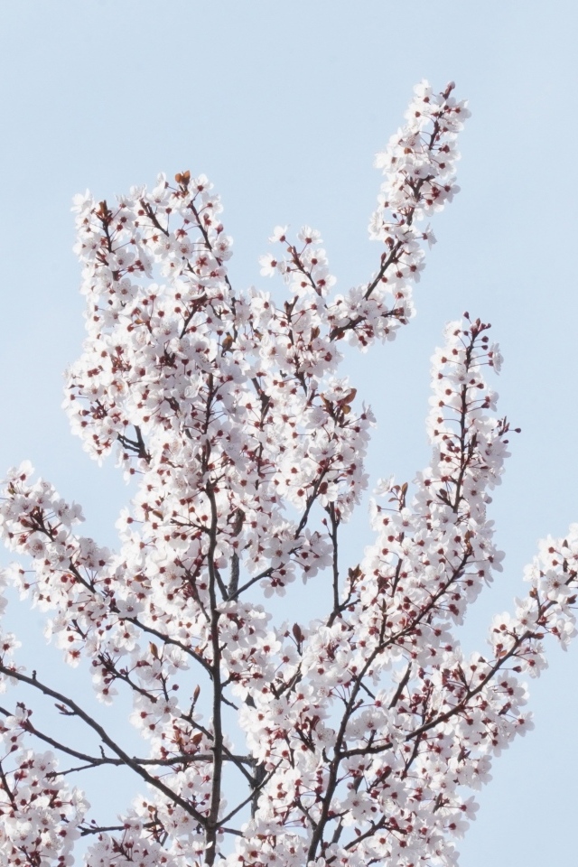 Дерево покрыто цветами на фоне голубого неба