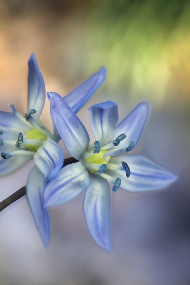 Два синих цветка пролесок крупным планом