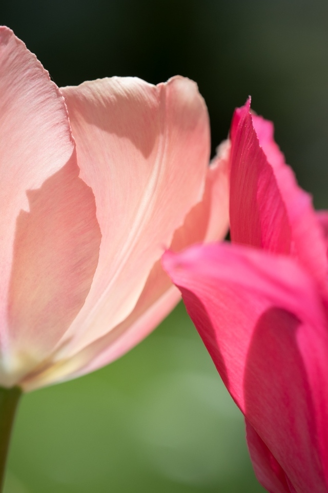 Два нежных тюльпана в лучах солнца