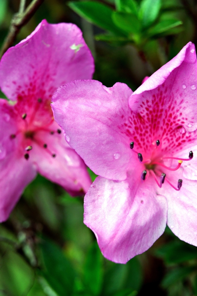 Два розовых цветка азалии крупным планом