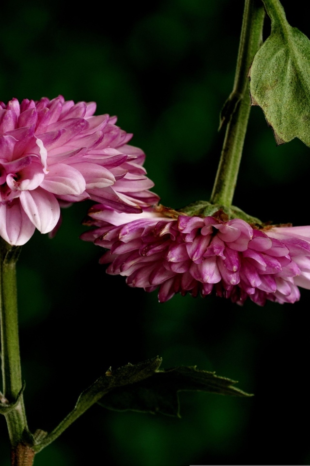 Два розовых цветка хризантемы