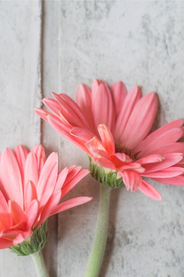 Две розовые герберы на сером столе