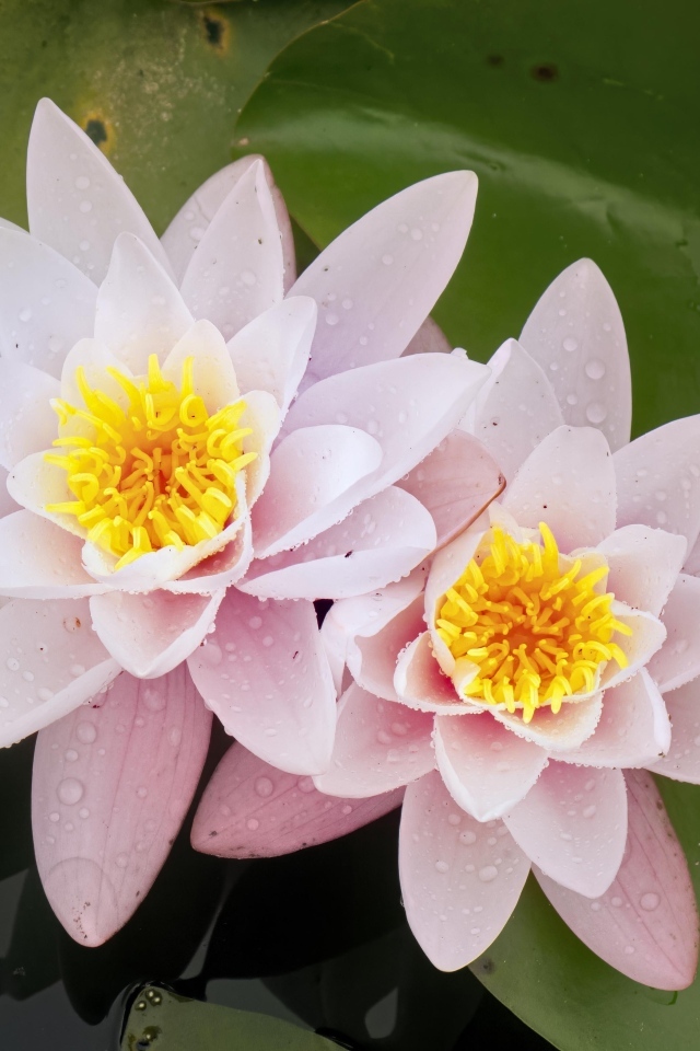 Две розовые водяные лилии в воде с зелеными листьями