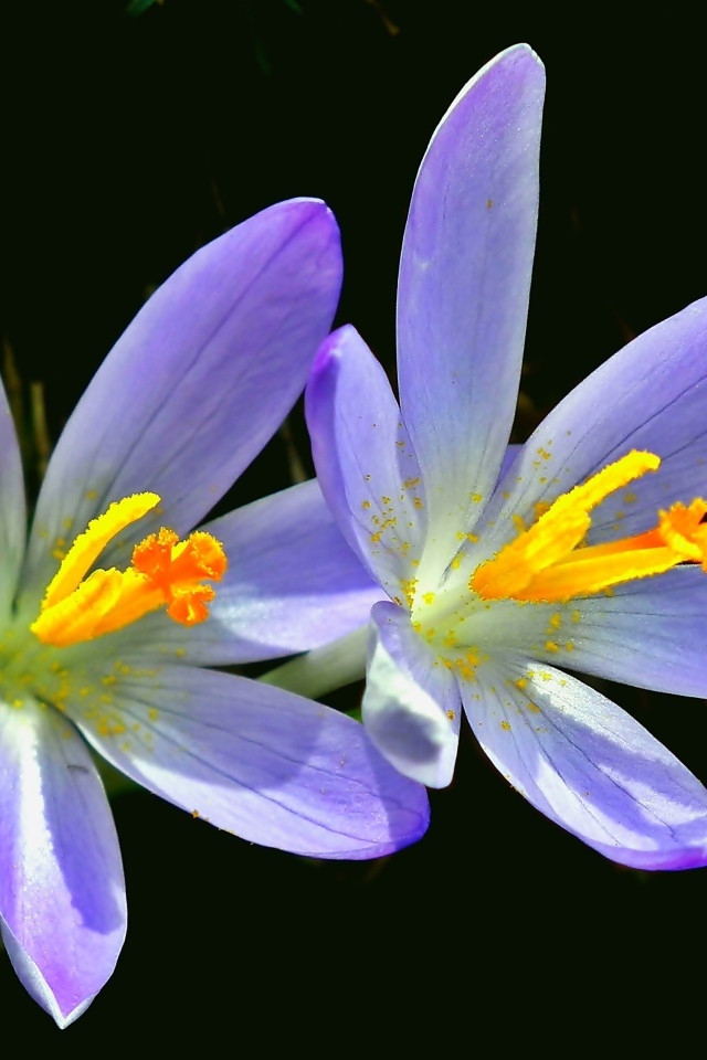 Два фиолетовых крокуса на черном фоне