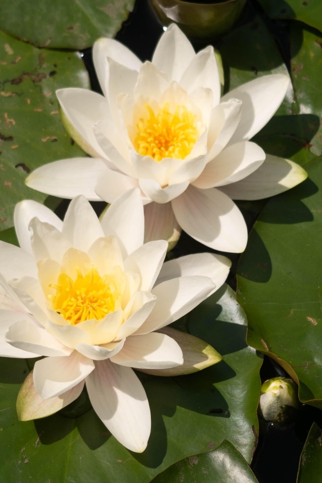 Два цветка водяной лилии с большими зелеными листьями в пруду