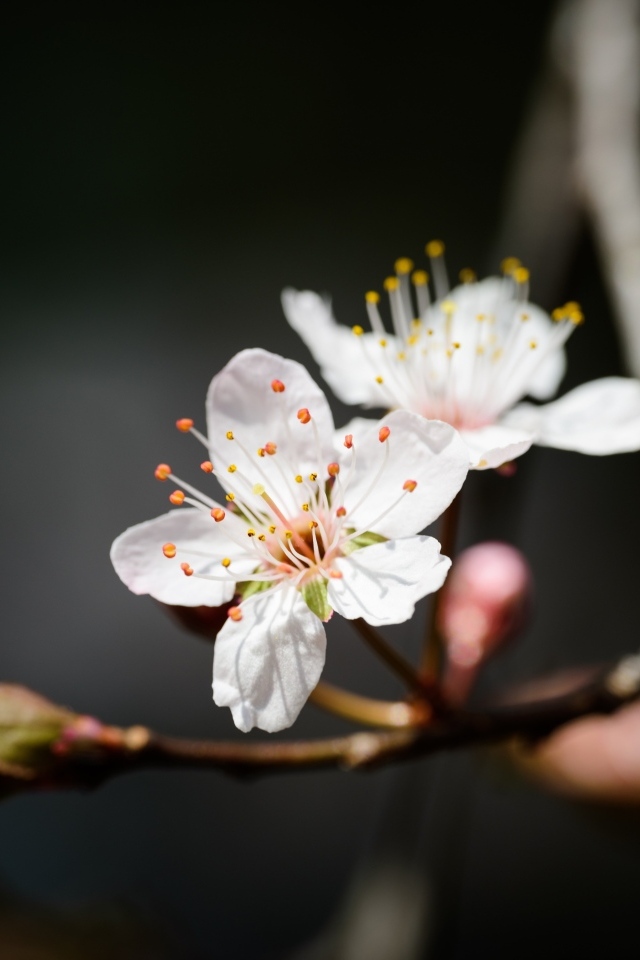 Два белых цветка вишни крупным планом