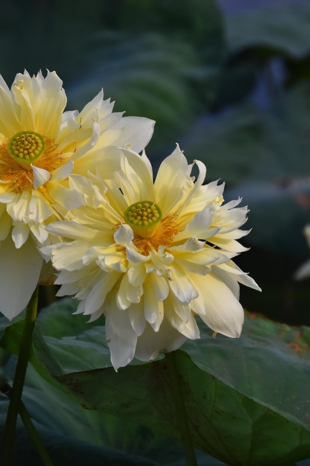 Два белых цветка лотоса отцветают 