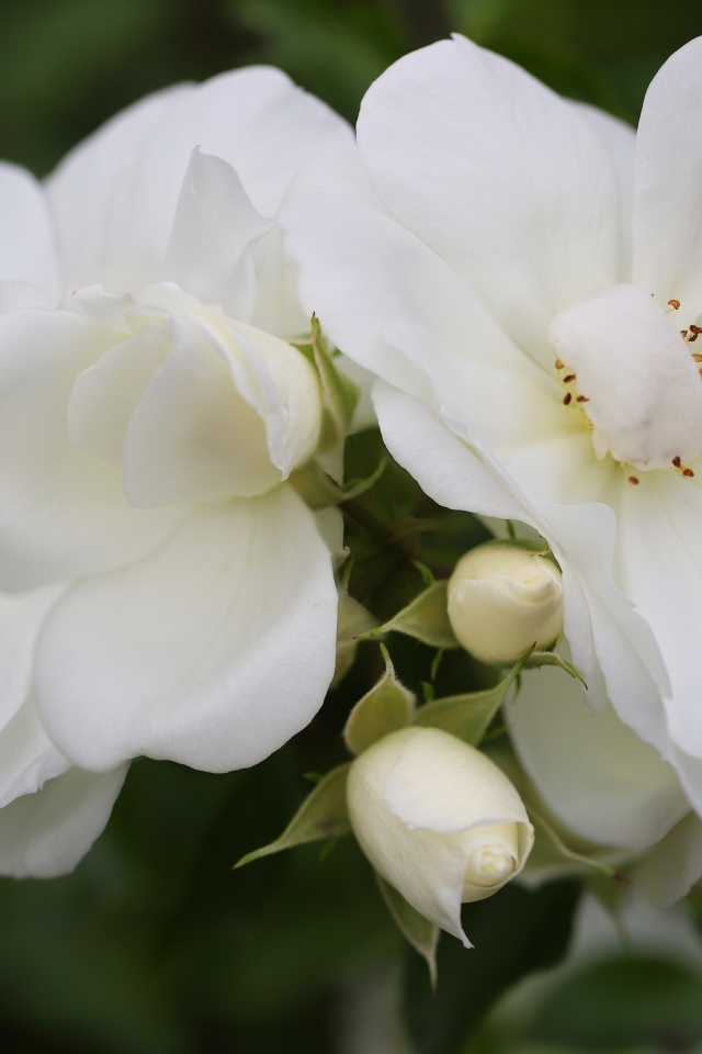 Две белые розы с бутонами крупным планом