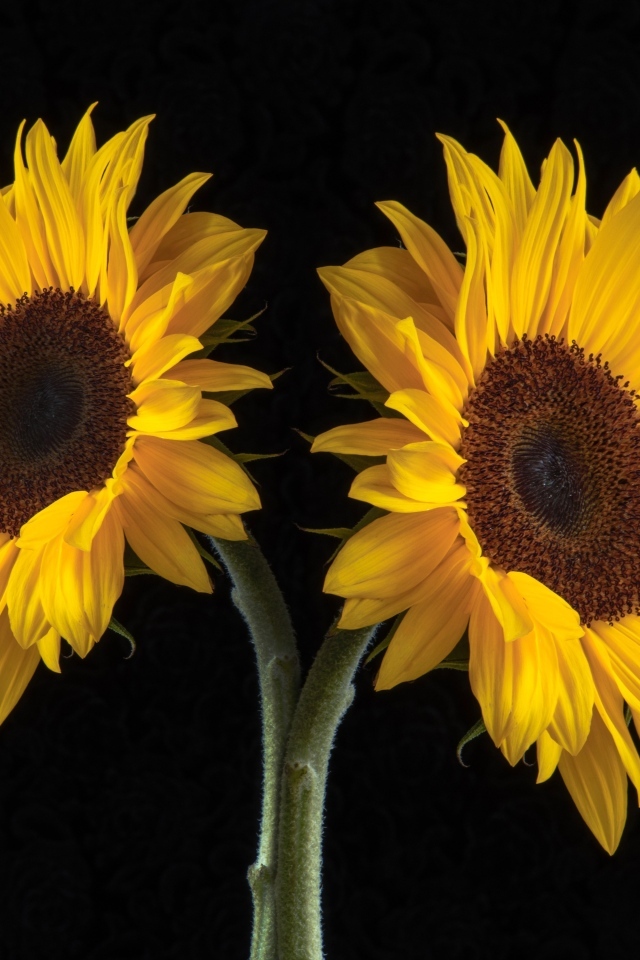 Два желтых подсолнуха на черном фоне