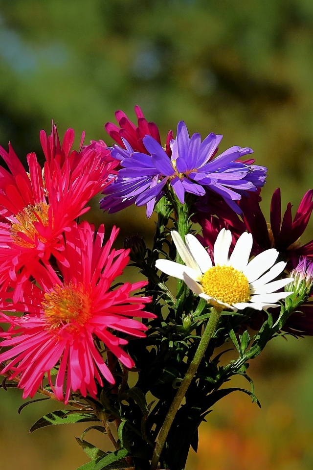 Пестрый букет осенних цветов астры