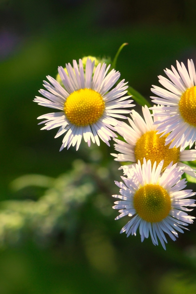 Белые цветы сентябринки в лучах солнца