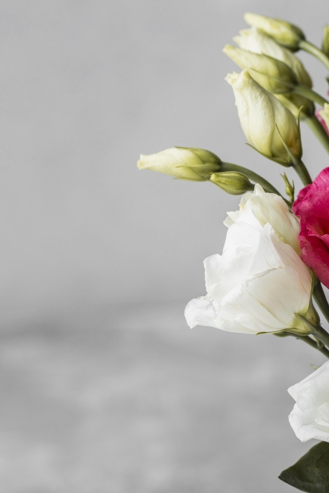 Белые и розовые цветы эустомы на сером фоне