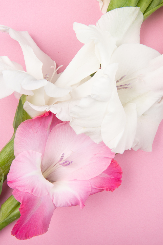 Белые и розовые гладиолусы на розовом фоне