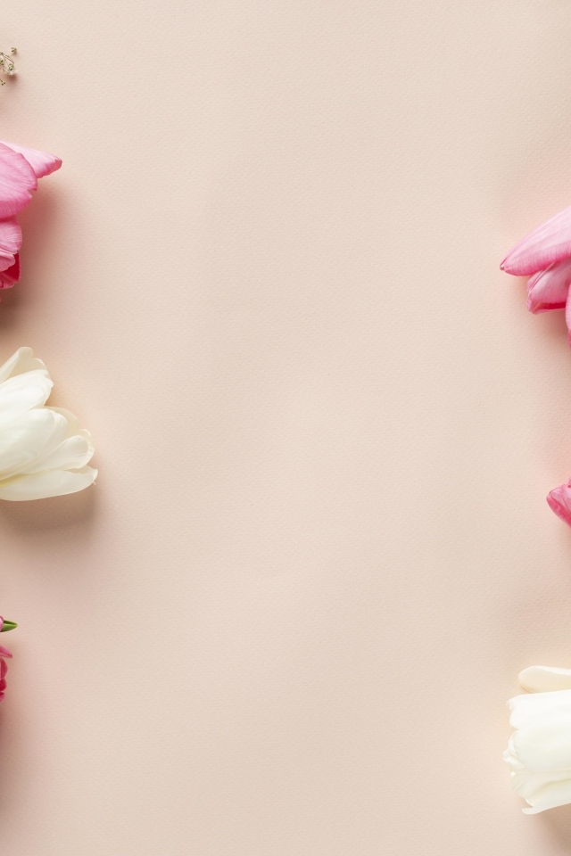 Белые и розовые тюльпаны с цветами гипсофилы на розовом фоне