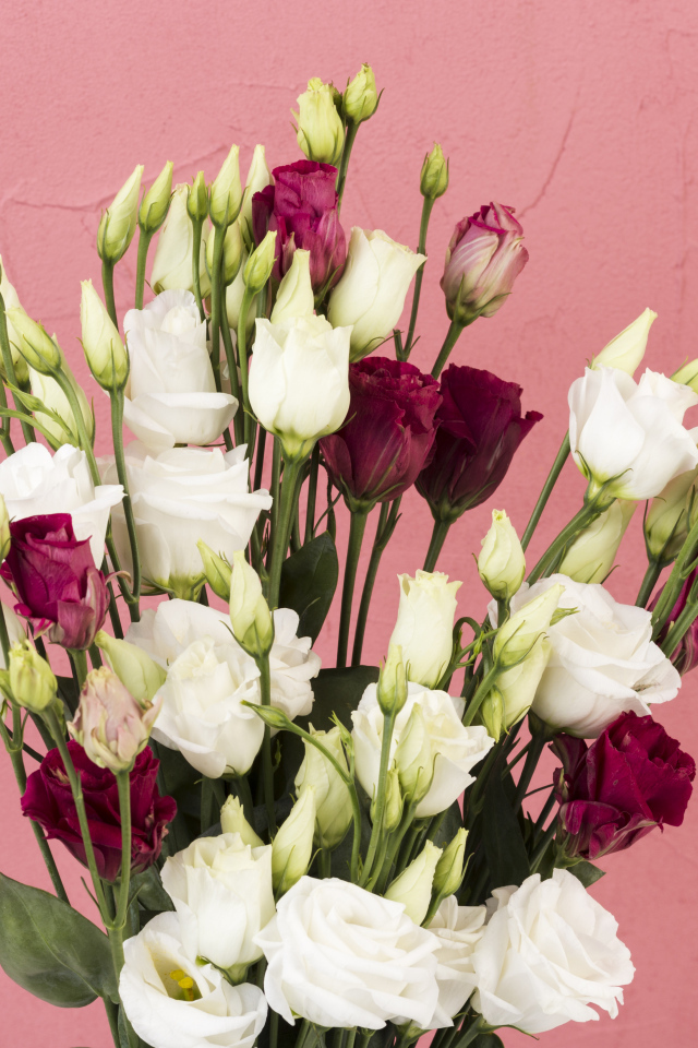 Белые и красные цветы эустомы на розовом фоне