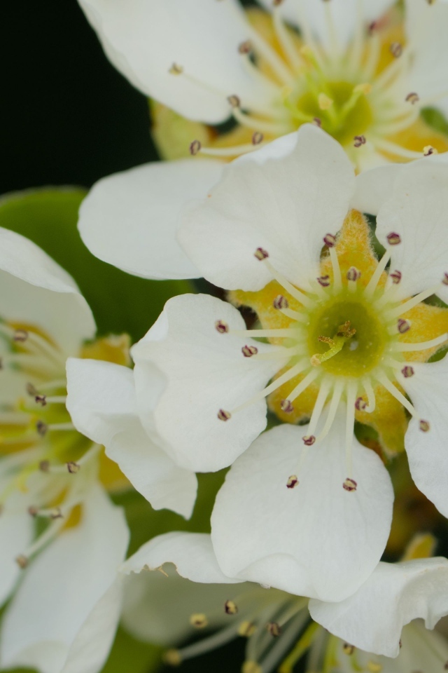 Белые цветы яблони крупным планом на черном фоне