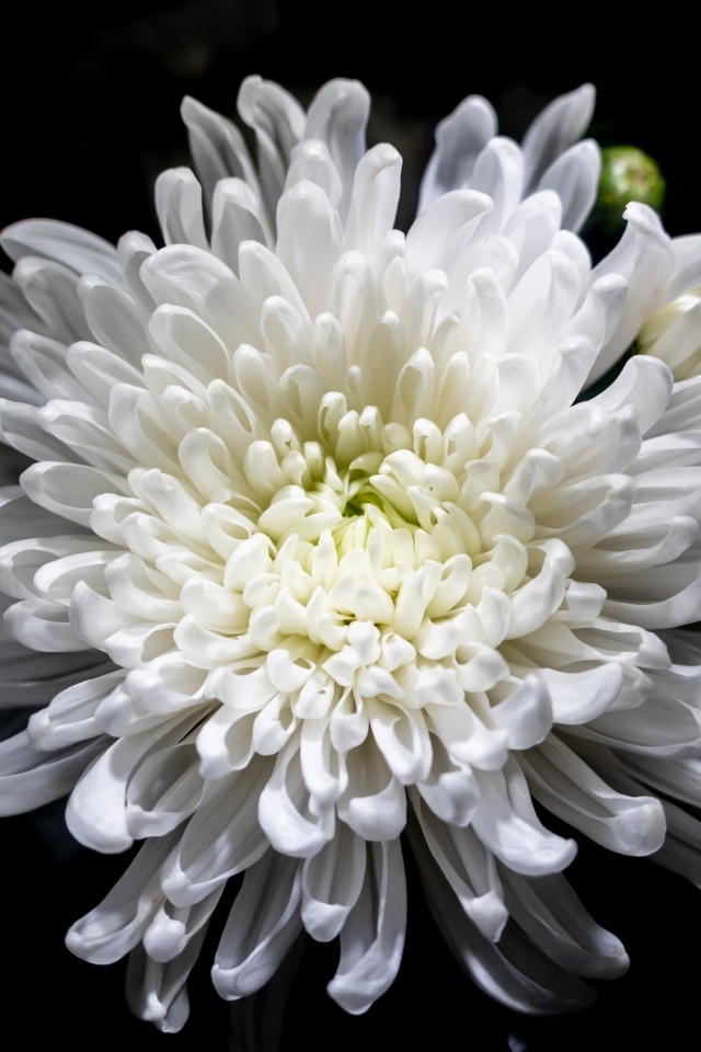 Белый осенний цветок хризантемы на черном фоне крупным планом