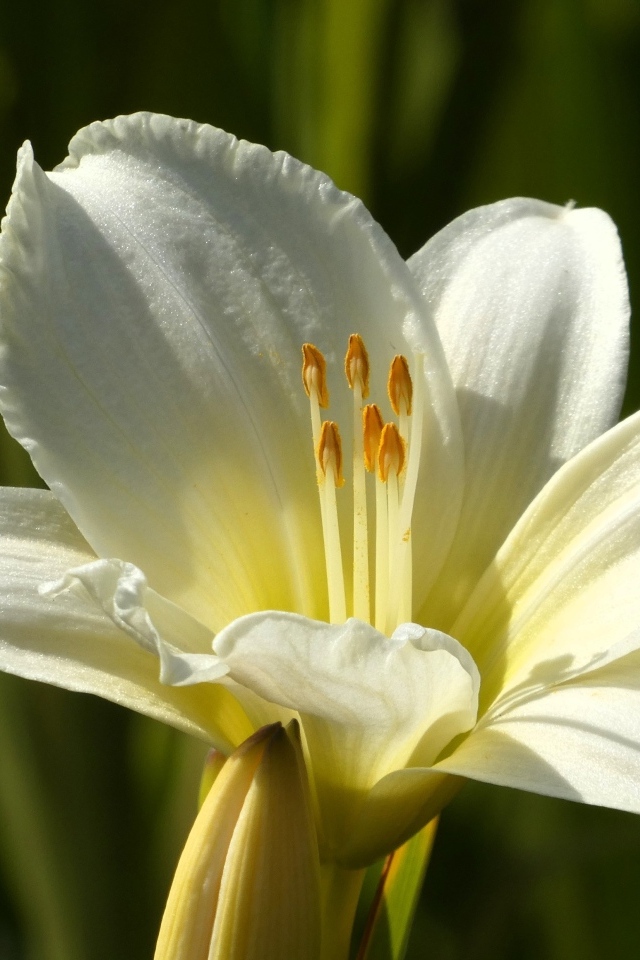 Белый красивый лилейник крупным планом