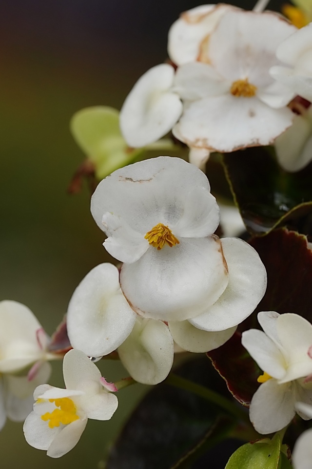 Белые цветы бегония крупным планом