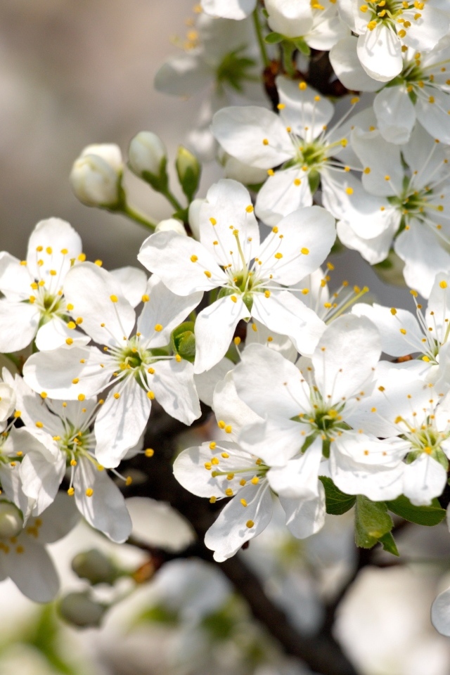 Белые распускающиеся цветы вишни на ветке весной