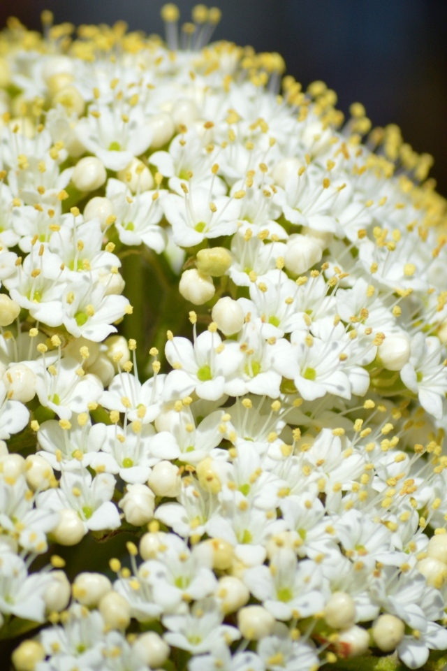 Белые распускающиеся цветы бузины