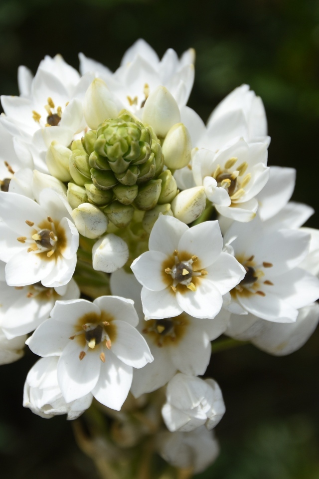 Белый распускающийся цветок арабикум