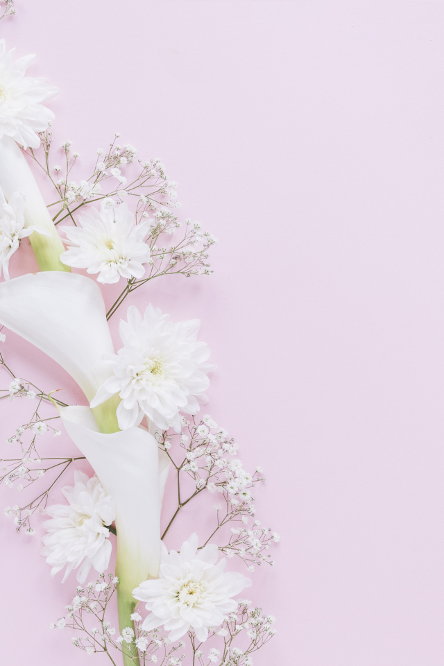 Белые цветы каллы и хризантемы на розовом фоне