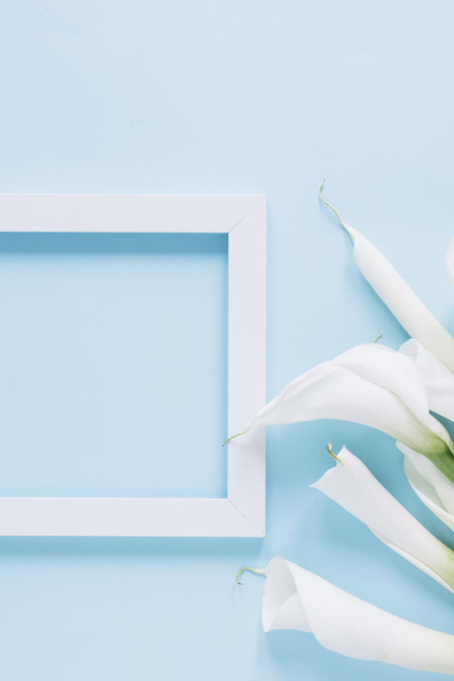 Белые каллы с рамкой для фото на голубом фоне