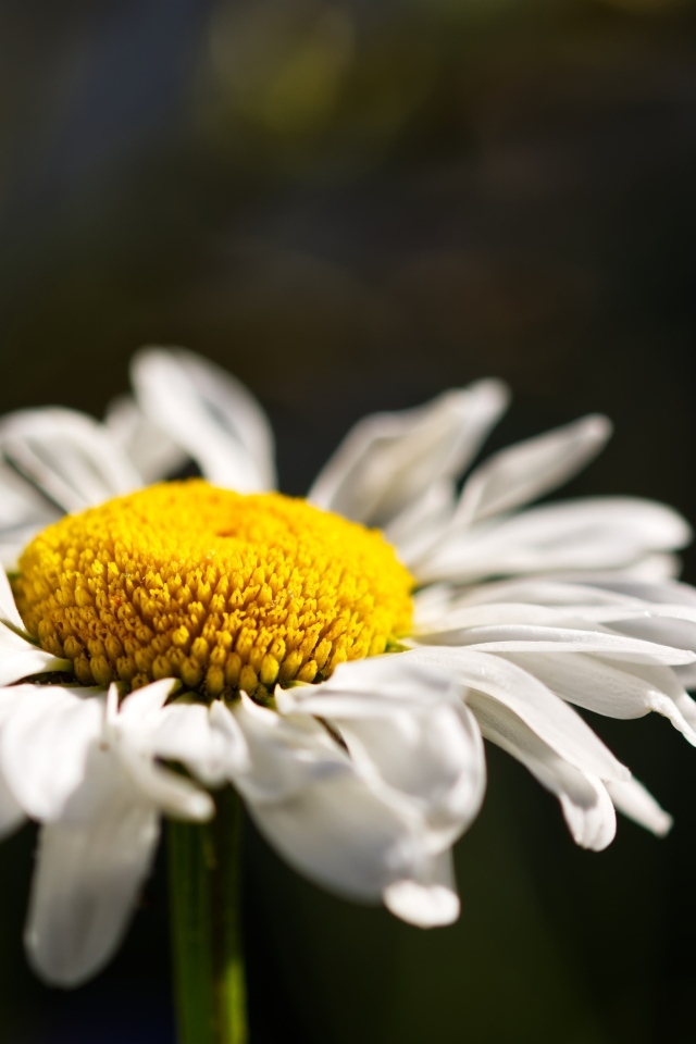 Белый цветок ромашки с нежными лепестками