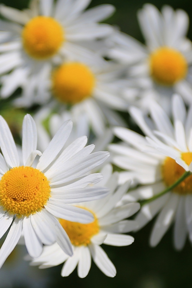 Белые цветы ромашки крупным планом