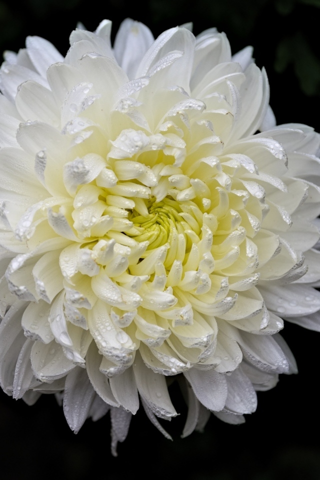 Белый цветок хризантемы в каплях росы