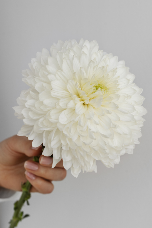 Белый цветок хризантемы в руке
