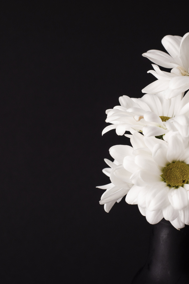 Белые цветы хризантемы на черном фоне