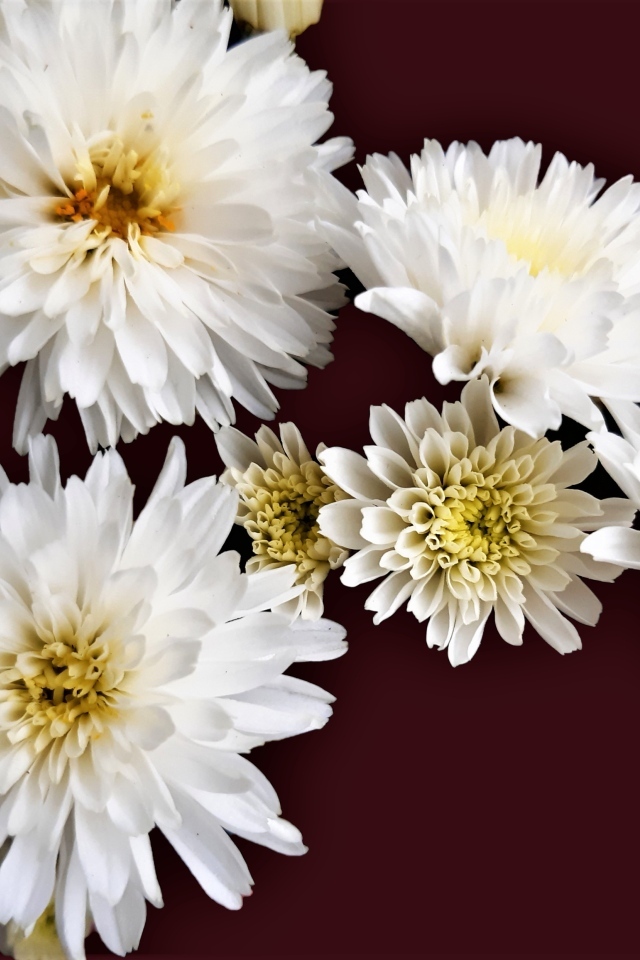 Белые цветы хризантемы на коричневом фоне