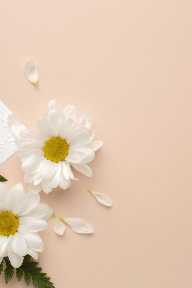 Белые хризантемы с зелеными листьями на розовом фоне