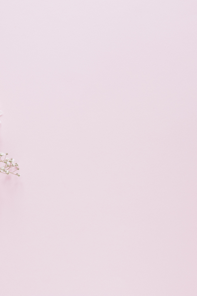 Белые хризантемы с гипсофилой на розовом фоне